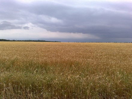 Здаю в оренду 6 Га землі під посів, вирощування. Львов. фото 1 Здаю в оренду 6 Га землі під посів, вирощування. Львов. фото 1