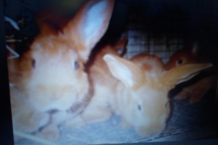 кролі щеплені е сірі і білі термонська три місяця. . фото 3