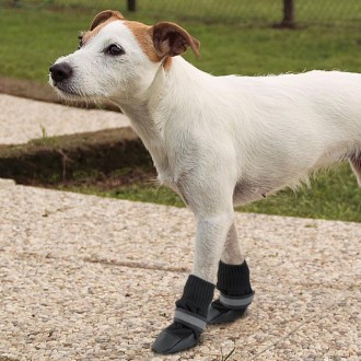 Защитные ботинки для собак используют в случаях повреждений лап, или если на ули. . фото 4