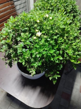 Многолетние хризантемы растут в домашних условиях, без удобрений и т.д, простые . . фото 4