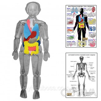 Скелет людини з органами використовується для проведення практичних занять в яко. . фото 1