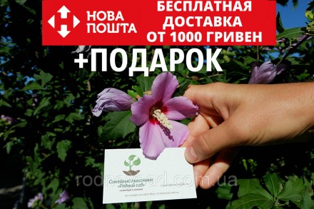 Гибискус древовидный семена (20 шт) фиолетовый (Hibiscus syriacus) сирийский. Бердянськ. фото 1 Гибискус древовидный семена (20 шт) фиолетовый (Hibiscus syriacus) сирийский. Бердянськ. фото 1