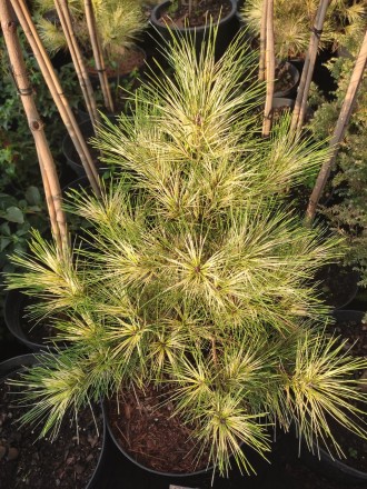 Сосна японская Голден Гост / Pinus densiflora Golden Ghost
Это крепкий, широко п. . фото 3