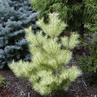 Сосна японская Голден Гост / Pinus densiflora Golden Ghost
Это крепкий, широко п. . фото 2