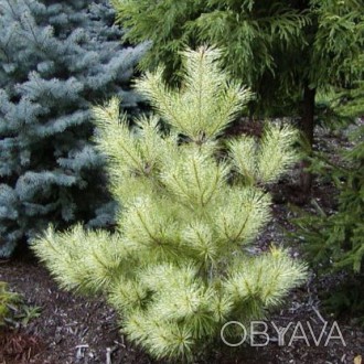 Сосна японская Голден Гост / Pinus densiflora Golden Ghost
Это крепкий, широко п. . фото 1