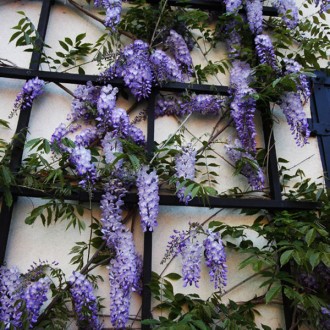 Глициния китайская Пролифик / Wisteria sinensis 'Prolific' 
Прекрасная лиана. Вы. . фото 2