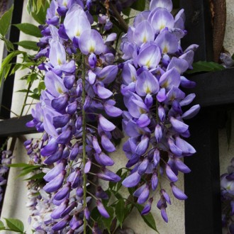 Глициния китайская Пролифик / Wisteria sinensis 'Prolific' 
Прекрасная лиана. Вы. . фото 4