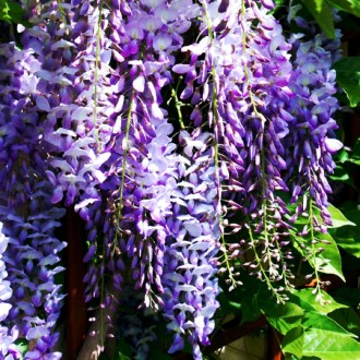 Глициния китайская Пролифик / Wisteria sinensis 'Prolific' 
Прекрасная лиана. Вы. . фото 5