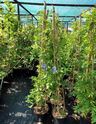 Глициния китайская Пролифик / Wisteria sinensis 'Prolific' 
Прекрасная лиана. Вы. . фото 3