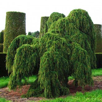 Кедр гималайский Пендула / Cedrus deodara 'Pendula'
Это вечнозеленое дерево с се. . фото 2