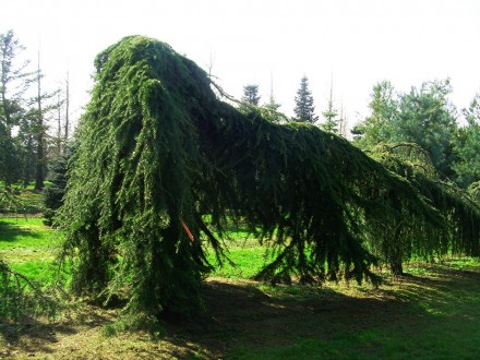 Кедр гималайский Пендула / Cedrus deodara 'Pendula'
Это вечнозеленое дерево с се. . фото 6