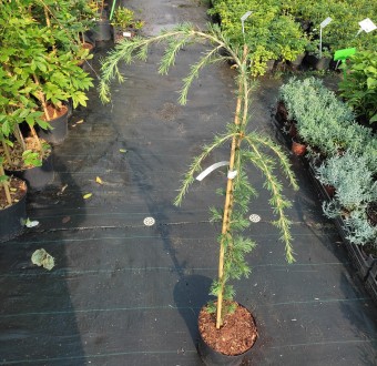 Кедр гималайский Пендула / Cedrus deodara 'Pendula'
Это вечнозеленое дерево с се. . фото 3