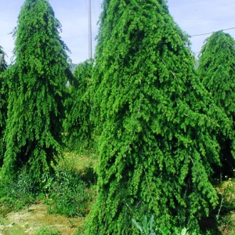 Кедр гималайский Пендула / Cedrus deodara 'Pendula'
Это вечнозеленое дерево с се. . фото 7