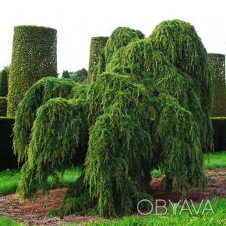 Кедр гималайский Пендула / Cedrus deodara 'Pendula'
Это вечнозеленое дерево с се. . фото 1