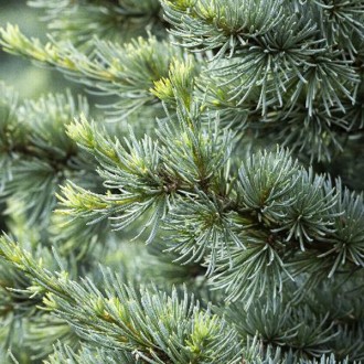 Кедр ливанский Хорстман / Cedrus libani 'Horstmann'
Полукарликовый вечнозеленый . . фото 3