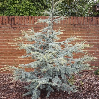 Кедр ливанский Хорстман / Cedrus libani 'Horstmann'
Полукарликовый вечнозеленый . . фото 5