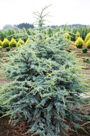 Кедр ливанский Хорстман / Cedrus libani 'Horstmann'
Полукарликовый вечнозеленый . . фото 4