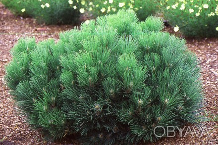 Сосна австрийская Черный Принц / Pinus nigra 'Black Prince'
Карликовая селекция . . фото 1