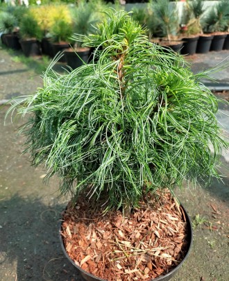 Сосна веймутова Грин Твист / Pinus strobus Green Twist
Медленно растущий сорт бе. . фото 2