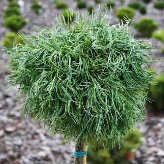 Сосна веймутова Грин Твист / Pinus strobus Green Twist
Медленно растущий сорт бе. . фото 3