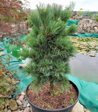 Сосна японская Бонни Бергман / Pinus parviflora Bonnie Bergman 
Уникальный и ред. . фото 3