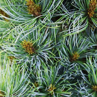 Сосна японская Бонни Бергман / Pinus parviflora Bonnie Bergman 
Уникальный и ред. . фото 4