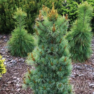 Сосна японская Бонни Бергман / Pinus parviflora Bonnie Bergman 
Уникальный и ред. . фото 1
