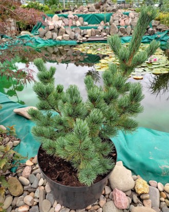 Сосна японская Шизукаготен / Pinus parviflora Shizukagoten
Медленно растущий сор. . фото 2