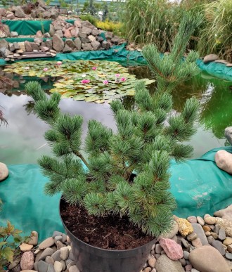 Сосна японская Шизукаготен / Pinus parviflora Shizukagoten
Медленно растущий сор. . фото 3