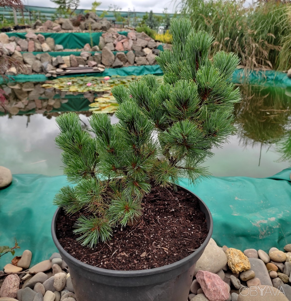ᐈ Сосна японская Шизукаготен / С20 / h 50-60 / Pinus Shizukagoten ᐈ ...