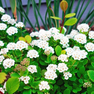 Спирея березолистная Исланд / C3 / Spiraea betulifolia Island. Балаклея. фото 1 Спирея березолистная Исланд / C3 / Spiraea betulifolia Island. Балаклея. фото 1