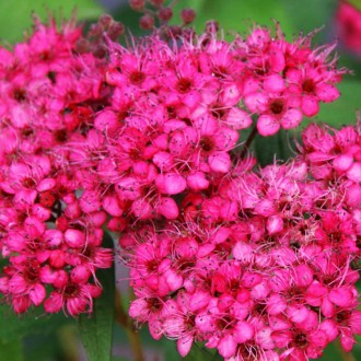Спирея японская Неон Флеш / Р9 / Spiraea Neon Flash. Балаклея. фото 1 Спирея японская Неон Флеш / Р9 / Spiraea Neon Flash. Балаклея. фото 1