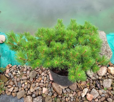 Сосна густоцветковая Жан Клаус / Pinus densiflora Jane Kluis 
Сосна густоцветков. . фото 3