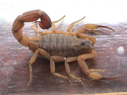 Описание: Скорпион Титус Серулатус (Tityus serrulatus) опасный обитатель Бразили. . фото 2