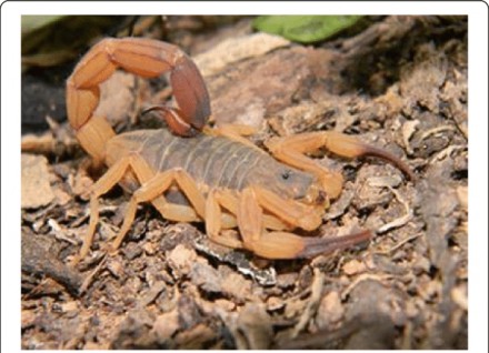 Описание: Скорпион Титус Серулатус (Tityus serrulatus) опасный обитатель Бразили. . фото 3