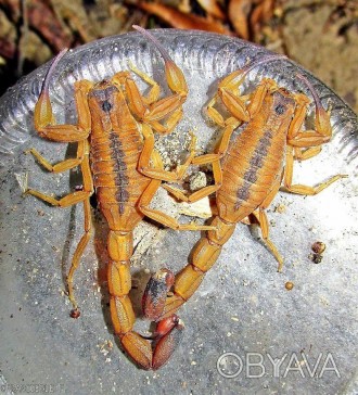 Описание: Скорпион Титус стигмурус (Тityus stigmurus) обитает в Бразилии. Растет. . фото 1
