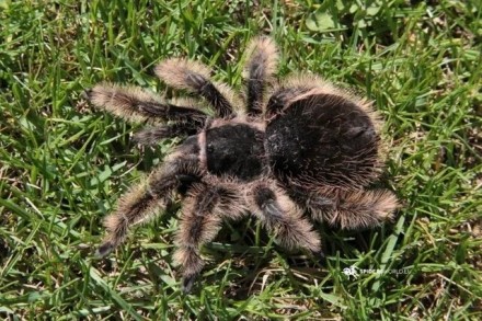 Брахипельма альбопилосум или "курчавоволосий" паук-птицеед (Brachypelma albopilo. Київ. фото 1 Брахипельма альбопилосум или "курчавоволосий" паук-птицеед (Brachypelma albopilo. Київ. фото 1
