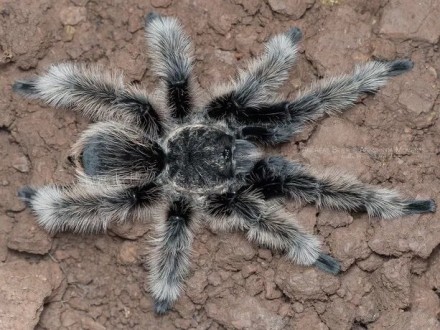 Брахипельма альбопилосум или "курчавоволосий" паук-птицеед (Brachypelma albopilo. Київ. фото 1 Брахипельма альбопилосум или "курчавоволосий" паук-птицеед (Brachypelma albopilo. Київ. фото 1