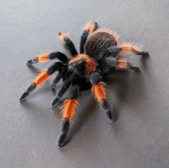 Описание: Брахипельма эмилия родом из Мексики. Растет этот паук до половозрелост. . фото 2