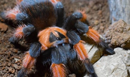 Описание: Брахипельма эмилия родом из Мексики. Растет этот паук до половозрелост. . фото 3