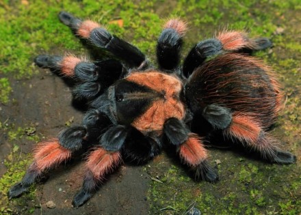 Описание: Брахипельма эмилия родом из Мексики. Растет этот паук до половозрелост. . фото 4