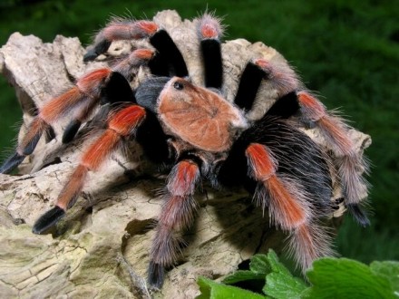 Brachypelma boehmei ("Брахипельма боемі", "Мексиканский огненоногий паук-птицеед. . фото 2