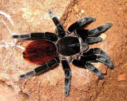 Брахипельма ваганс половозрелая адультная самка (Brachypelma vagans) паук-птицее. Київ. фото 1 Брахипельма ваганс половозрелая адультная самка (Brachypelma vagans) паук-птицее. Київ. фото 1