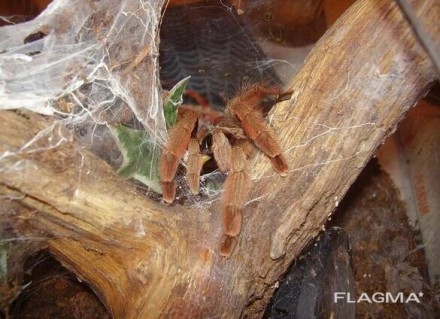 Псалмопеус Пулчер. Psalmopoeus pulcher.Вважається одним з найкрасивіших павуків . . фото 3