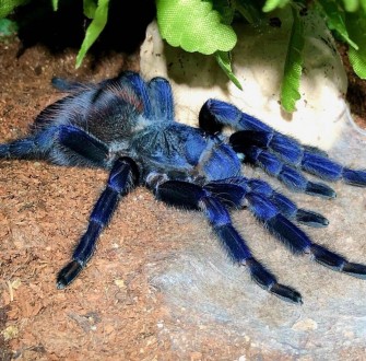 Красивейший вид пауков который относительно недавно был обнаружен в Бразилии, в . . фото 2