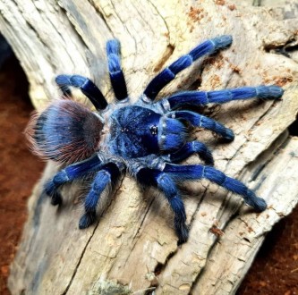 Красивейший вид пауков который относительно недавно был обнаружен в Бразилии, в . . фото 3