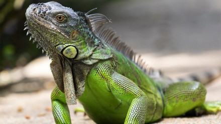 Зеленая игуана или обыкновенная игуана (лат. Iguana iguana) Крупная ящерица из с. . фото 2