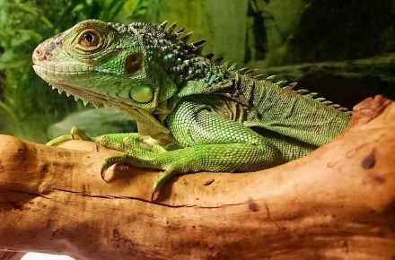 Зеленая игуана или обыкновенная игуана (лат. Iguana iguana) Крупная ящерица из с. . фото 3