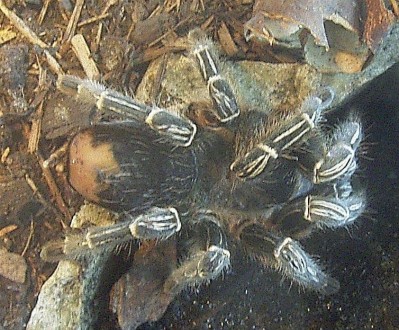 Афонопельма симанни. Aphonopelma seemanni. Коста-риканский тарантул зебры.Один и. . фото 3