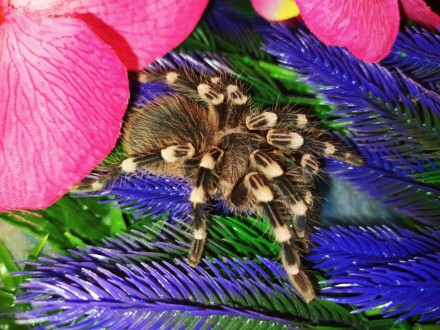 Acanthoscurria geniculata, найпопулярніший і поширений павук-птахоїд свого роду.. . фото 5